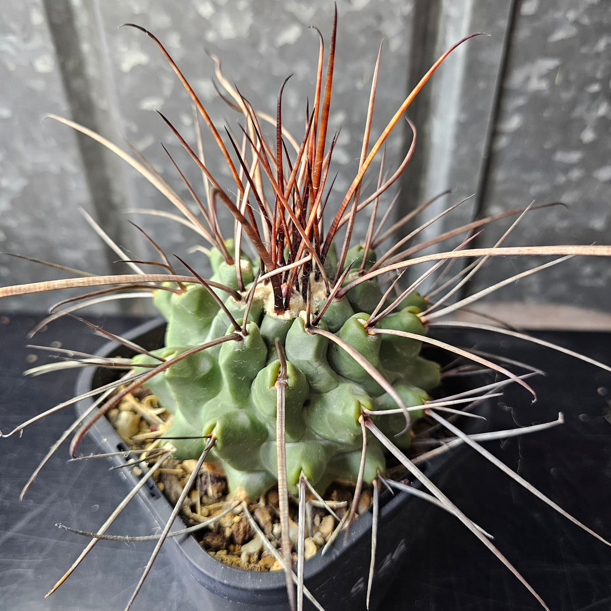 Thelocactus lophothele