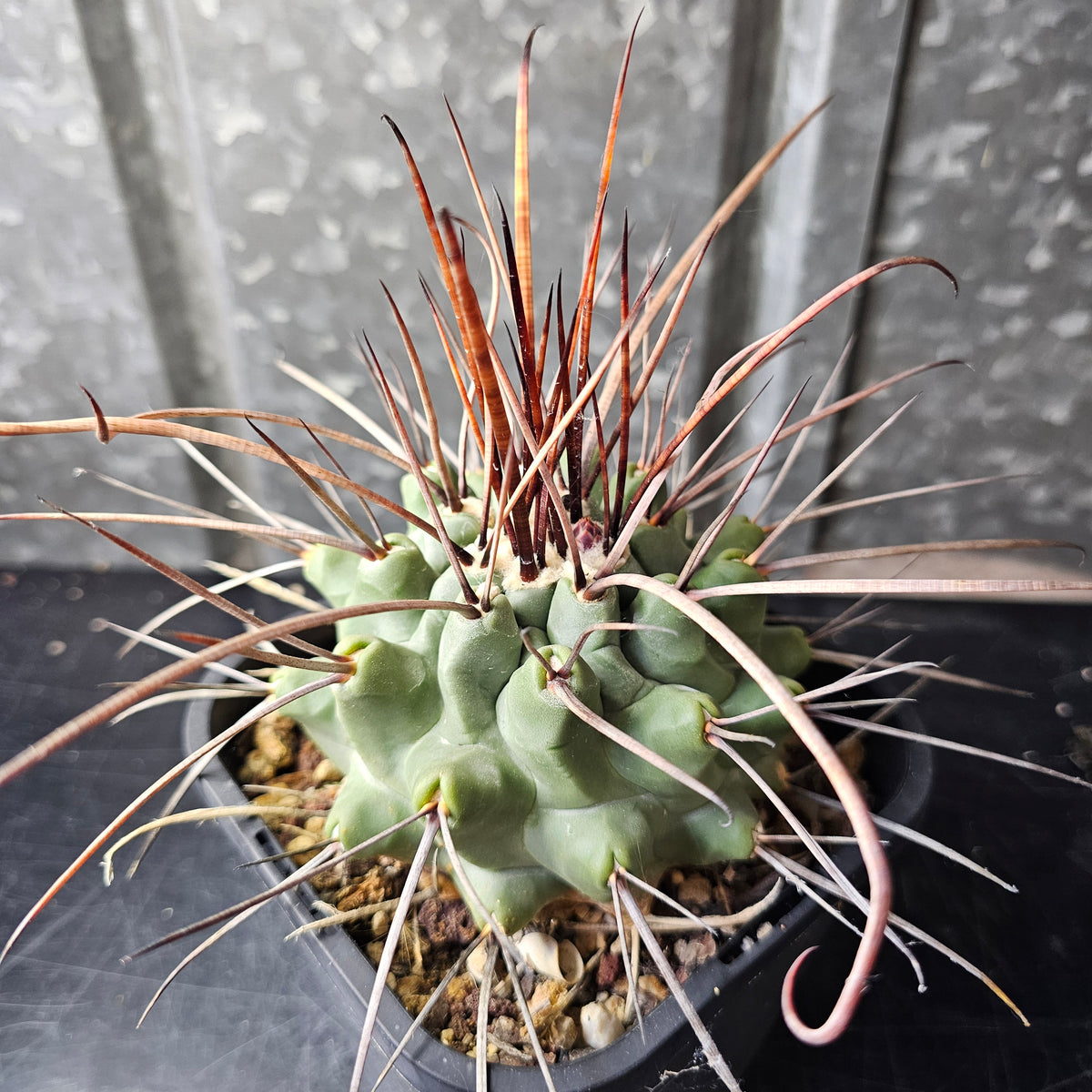 Thelocactus lophothele