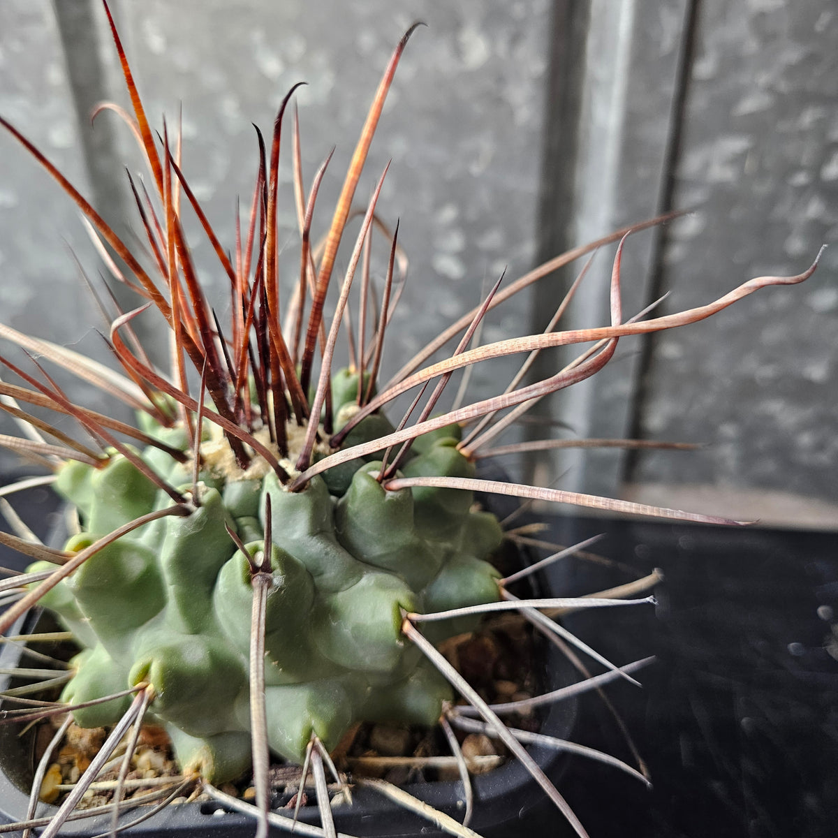 Thelocactus lophothele