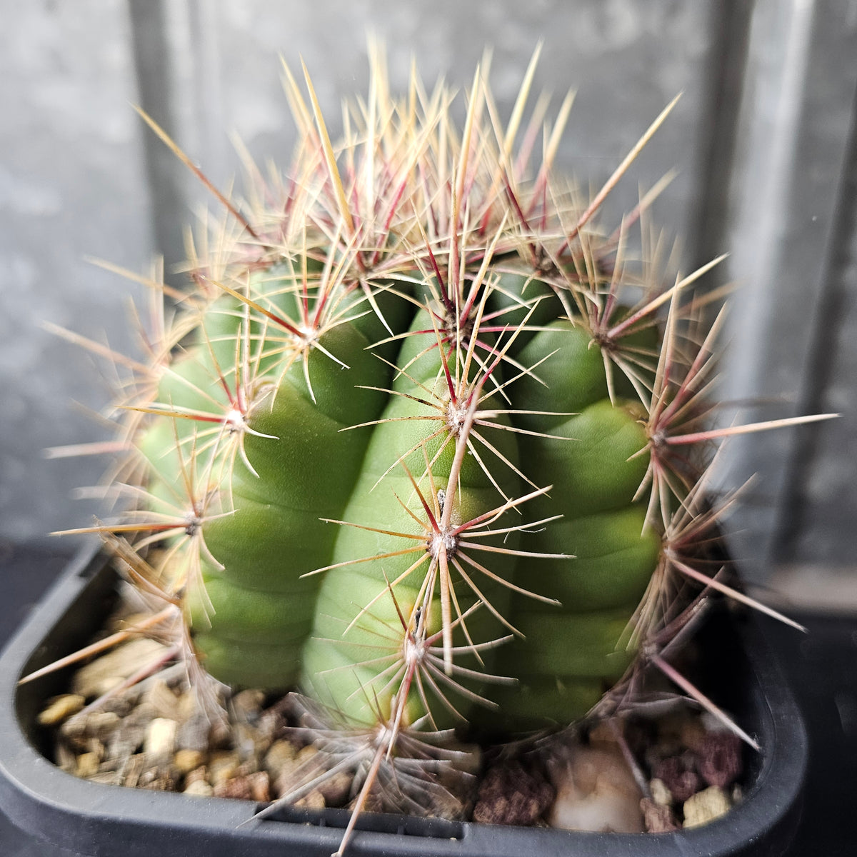 Thelocactus sp.