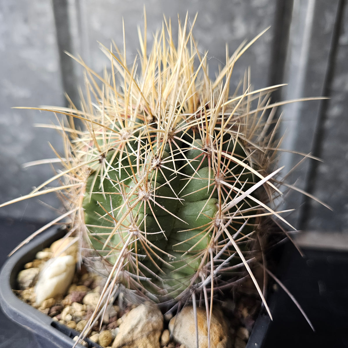 Thelocactus sp.