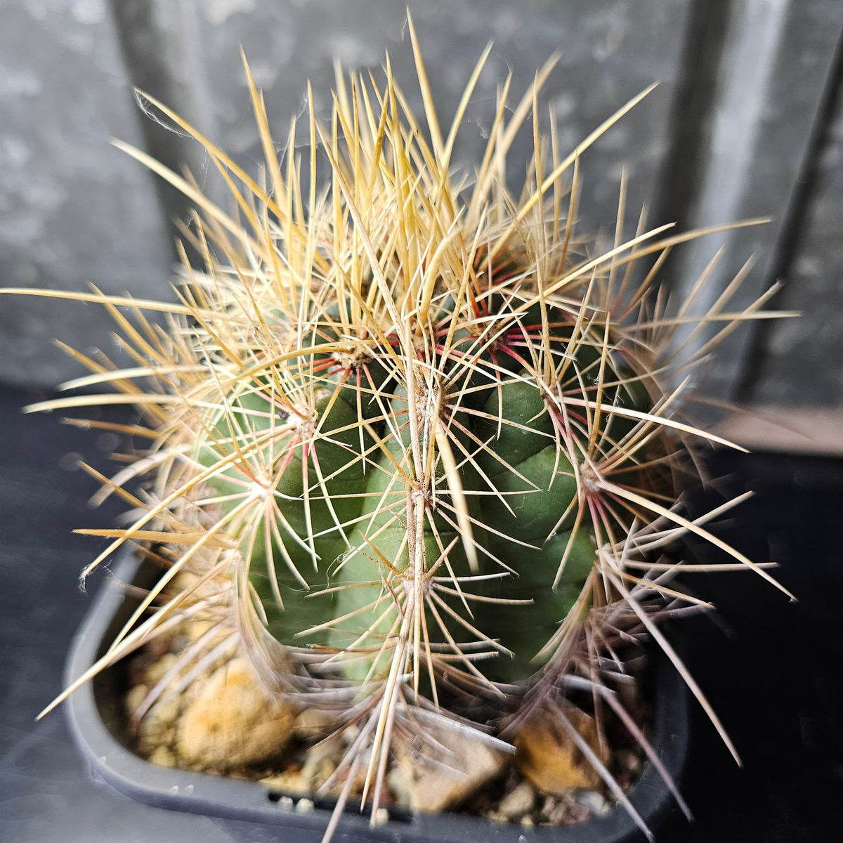 Thelocactus sp.