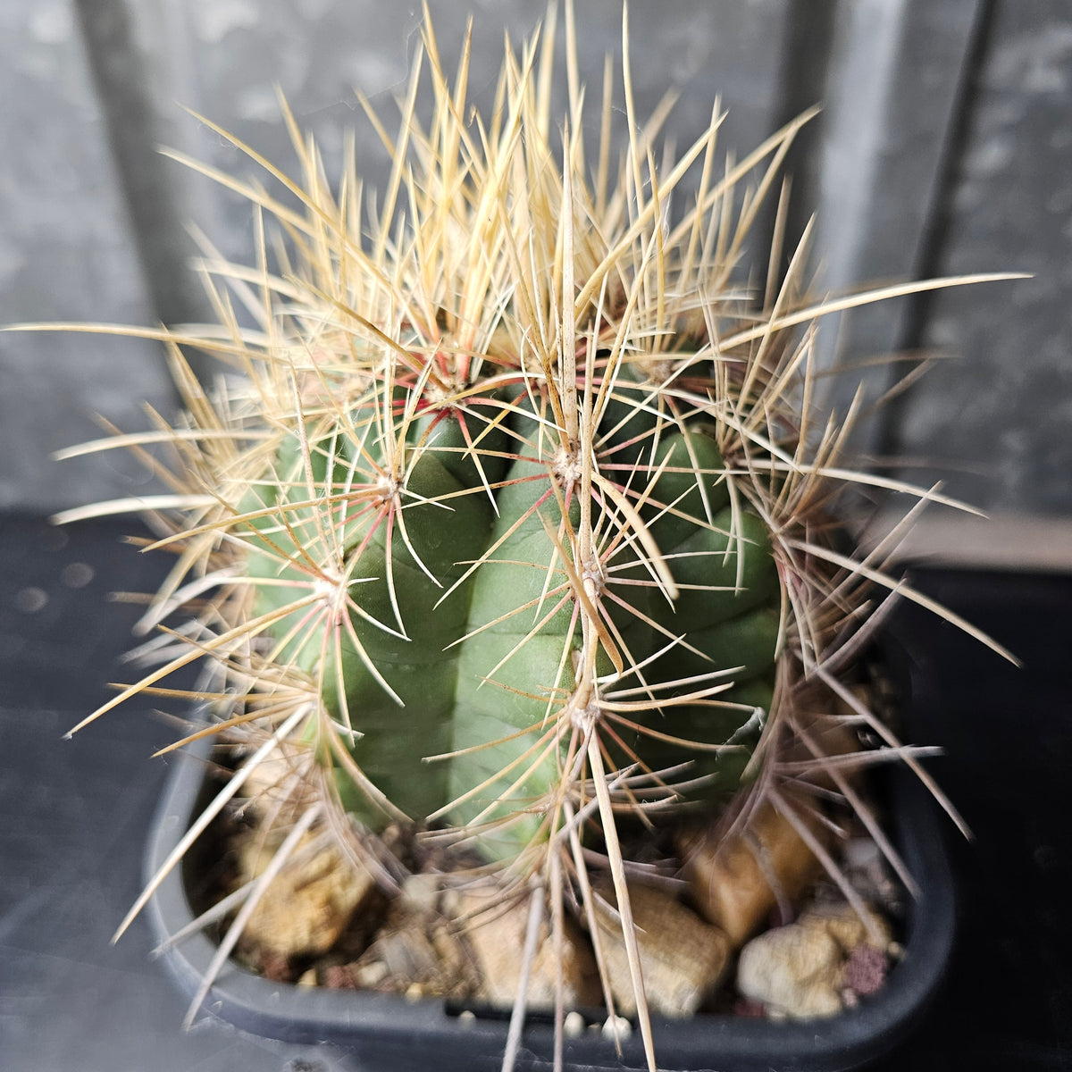 Thelocactus sp.