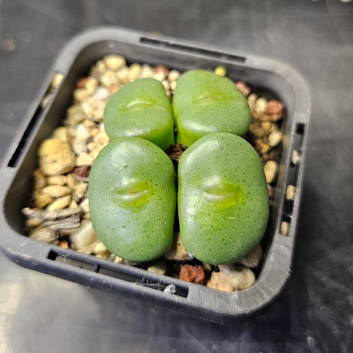 Conophytum wettsteinii