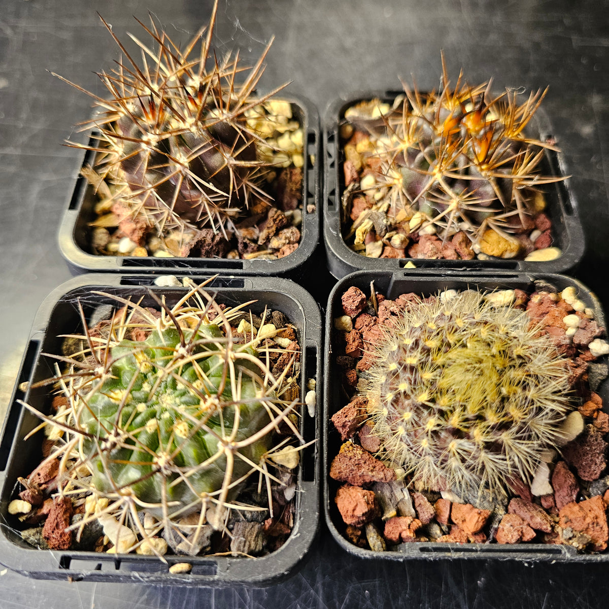 Cactus Bundle – 4 Plants (Eriosyce Spine Select)