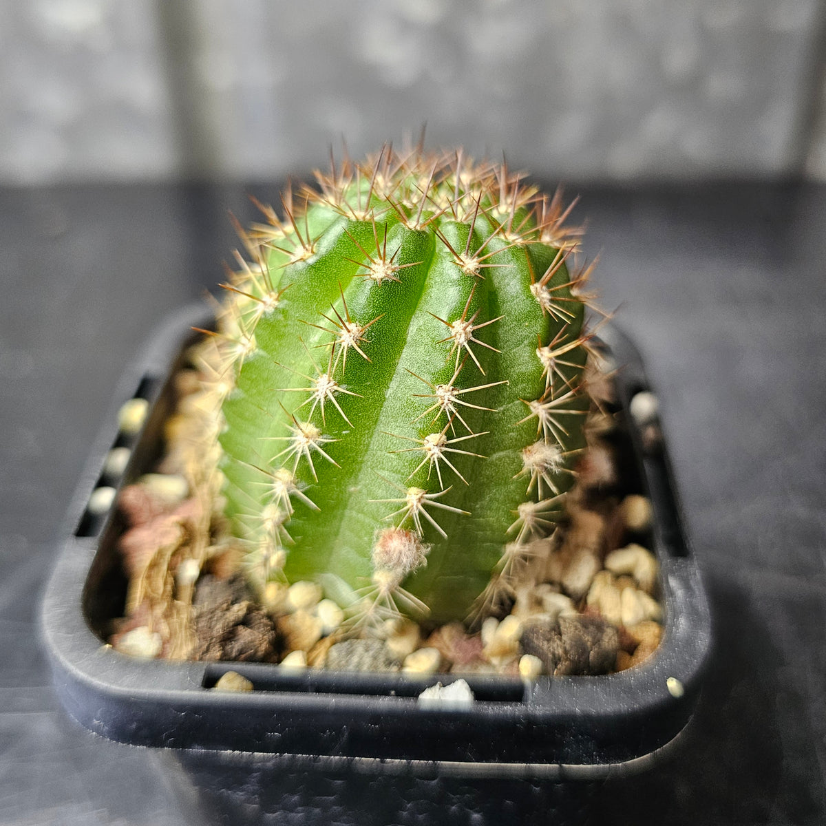 Chamaecereus cv. Neon Lights