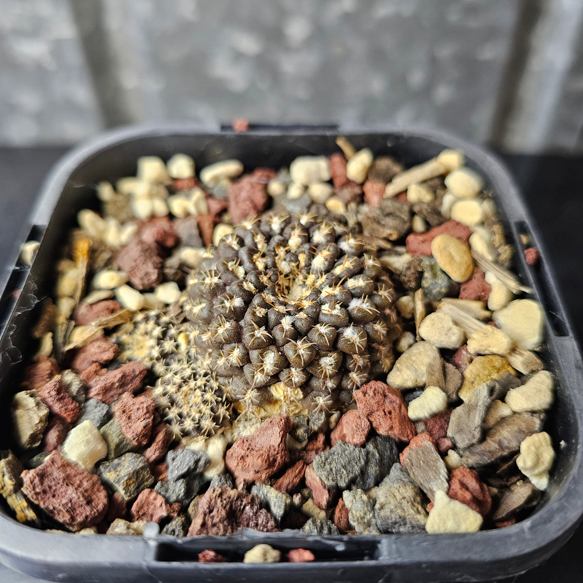 Chileorebutia esmeraldana FR518