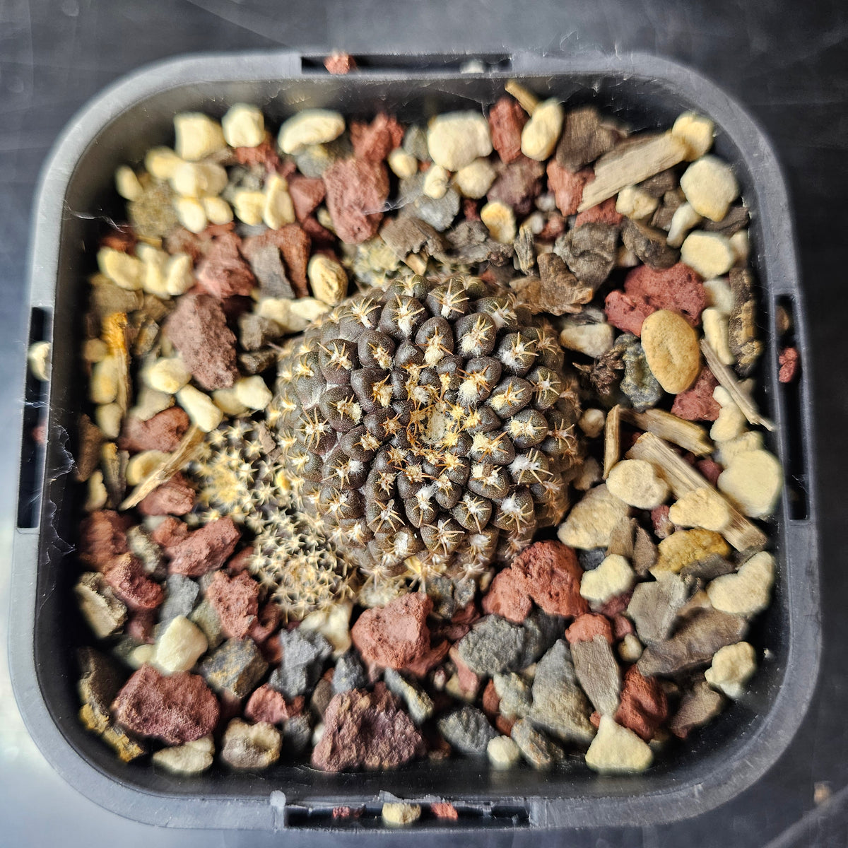 Chileorebutia esmeraldana FR518