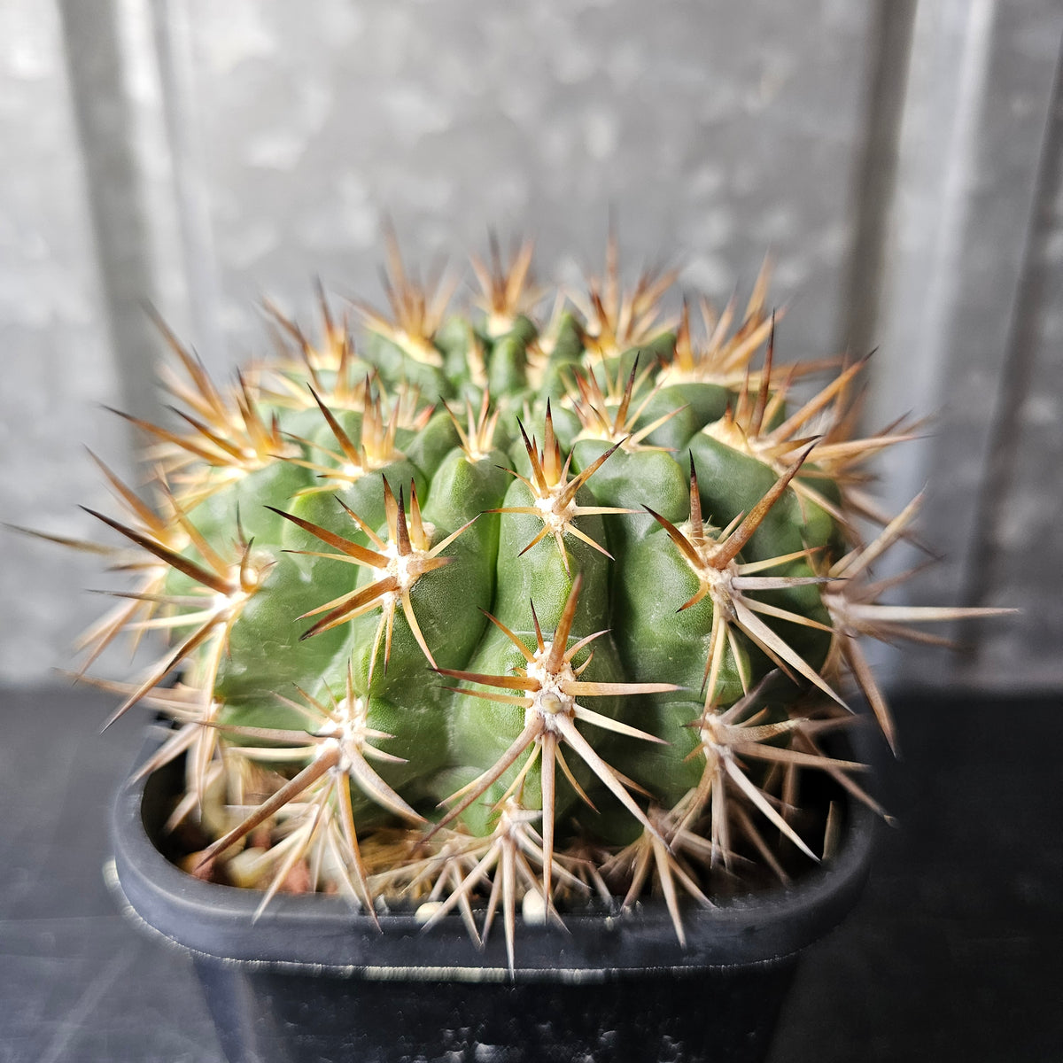Horridocactus tuberisulcatus