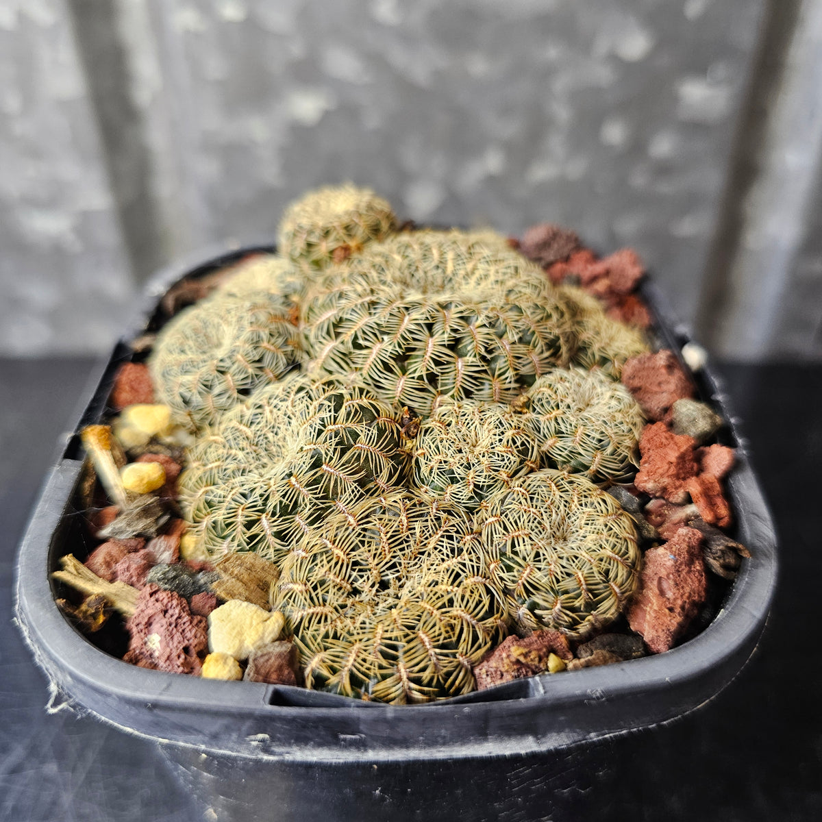 Sulcorebutia caniguerali