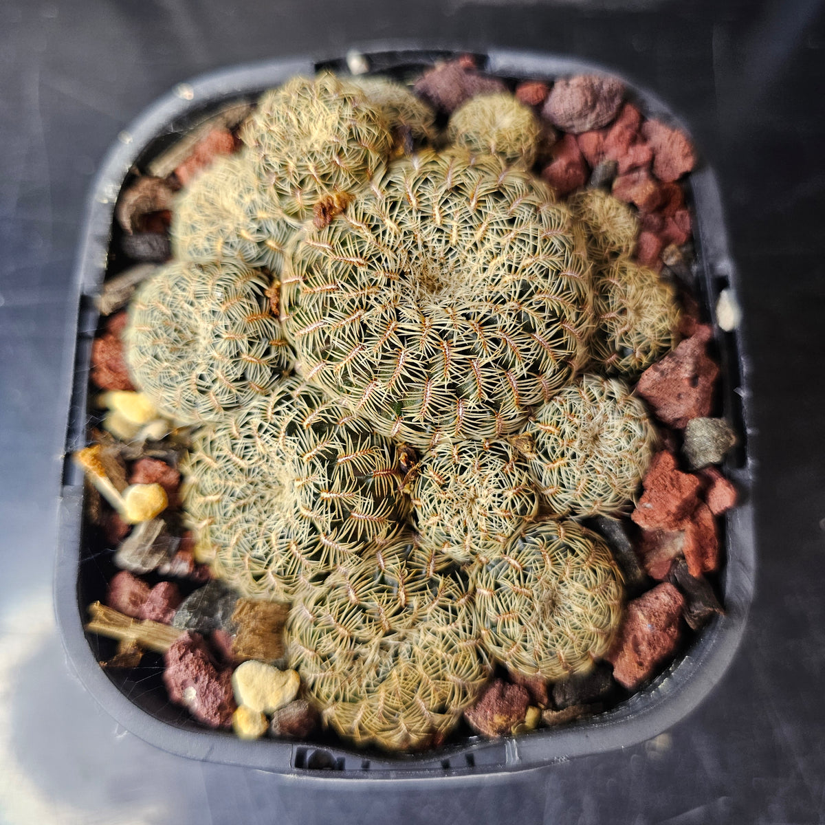 Sulcorebutia caniguerali