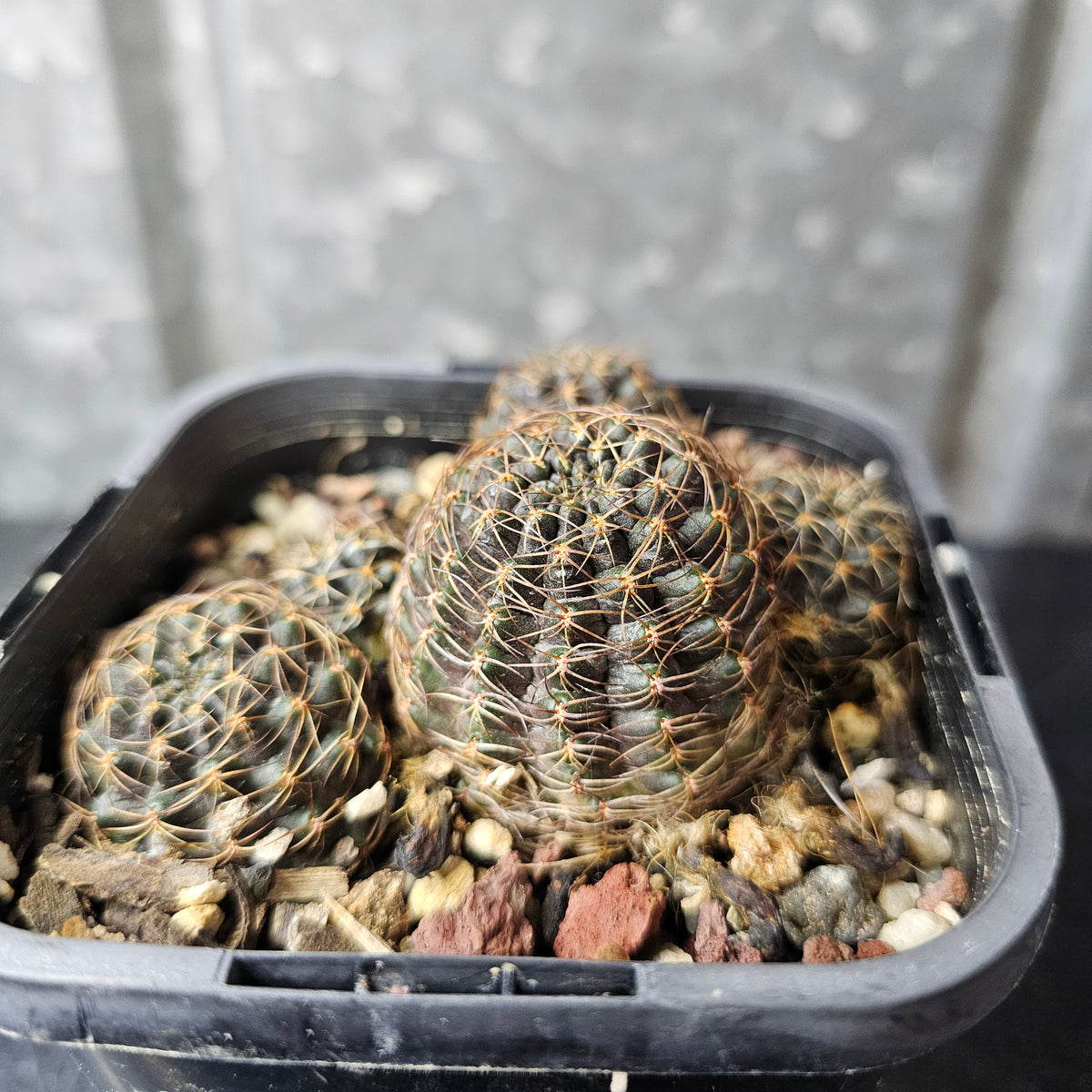 Mediolobivia atrovirens