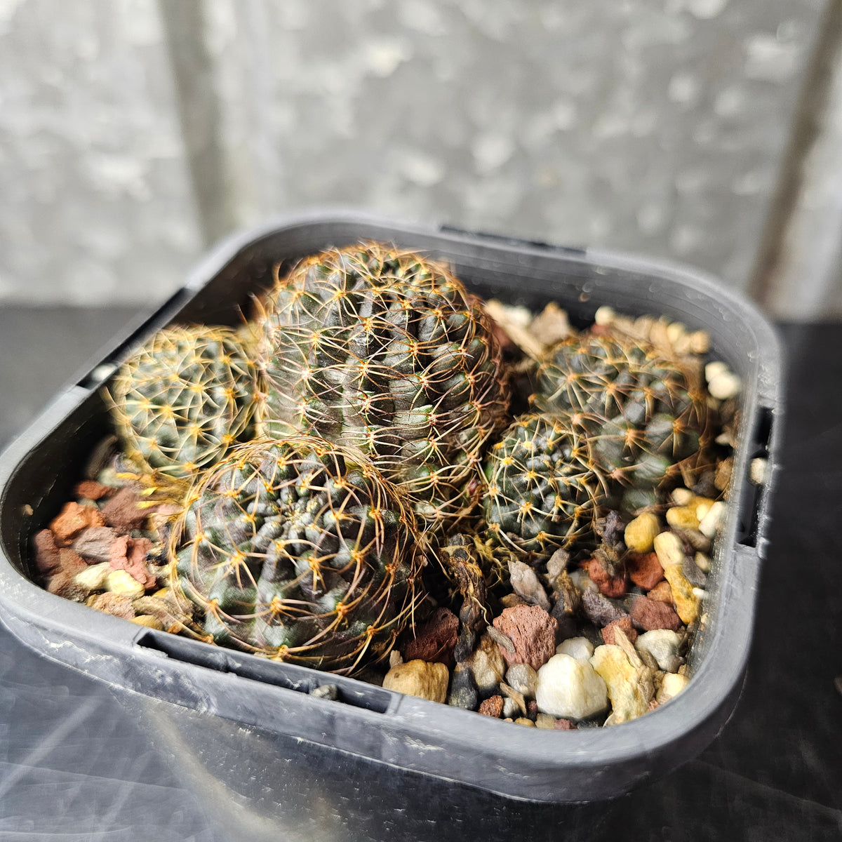 Mediolobivia atrovirens