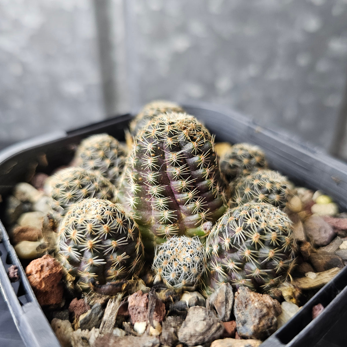 Mediolobivia pygmaea FR1107
