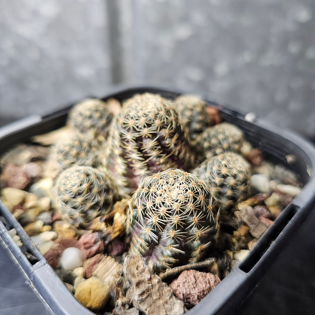 Mediolobivia pygmaea FR1107