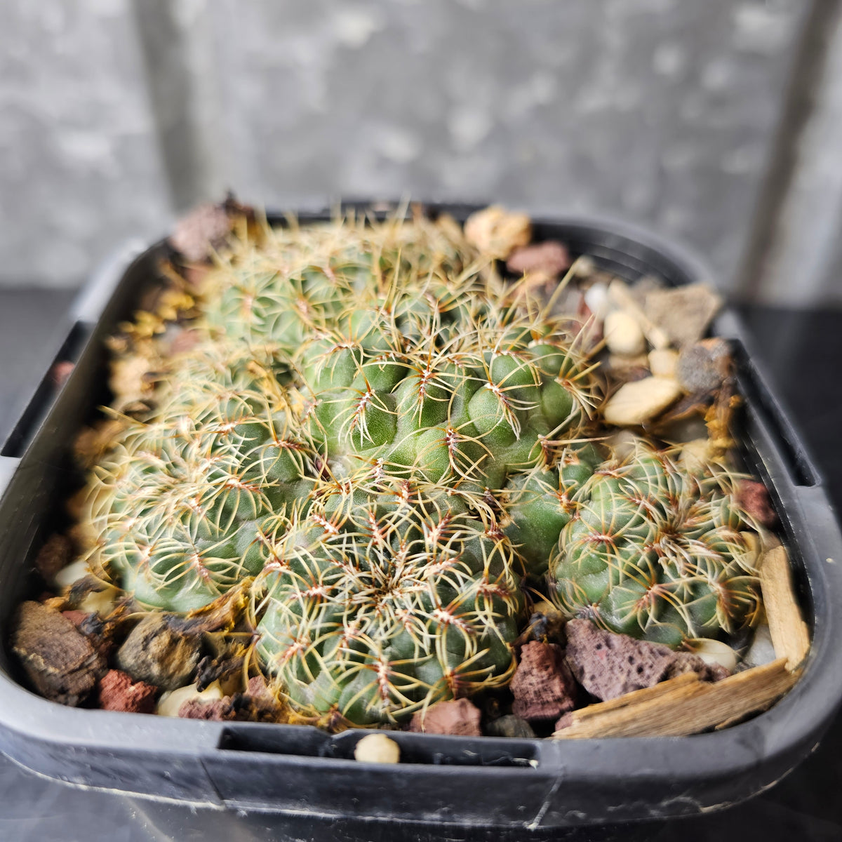 Sulcorebutia caniguerali v. applanata (euro)
