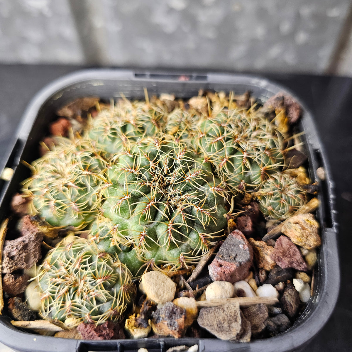 Sulcorebutia caniguerali v. applanata (euro)