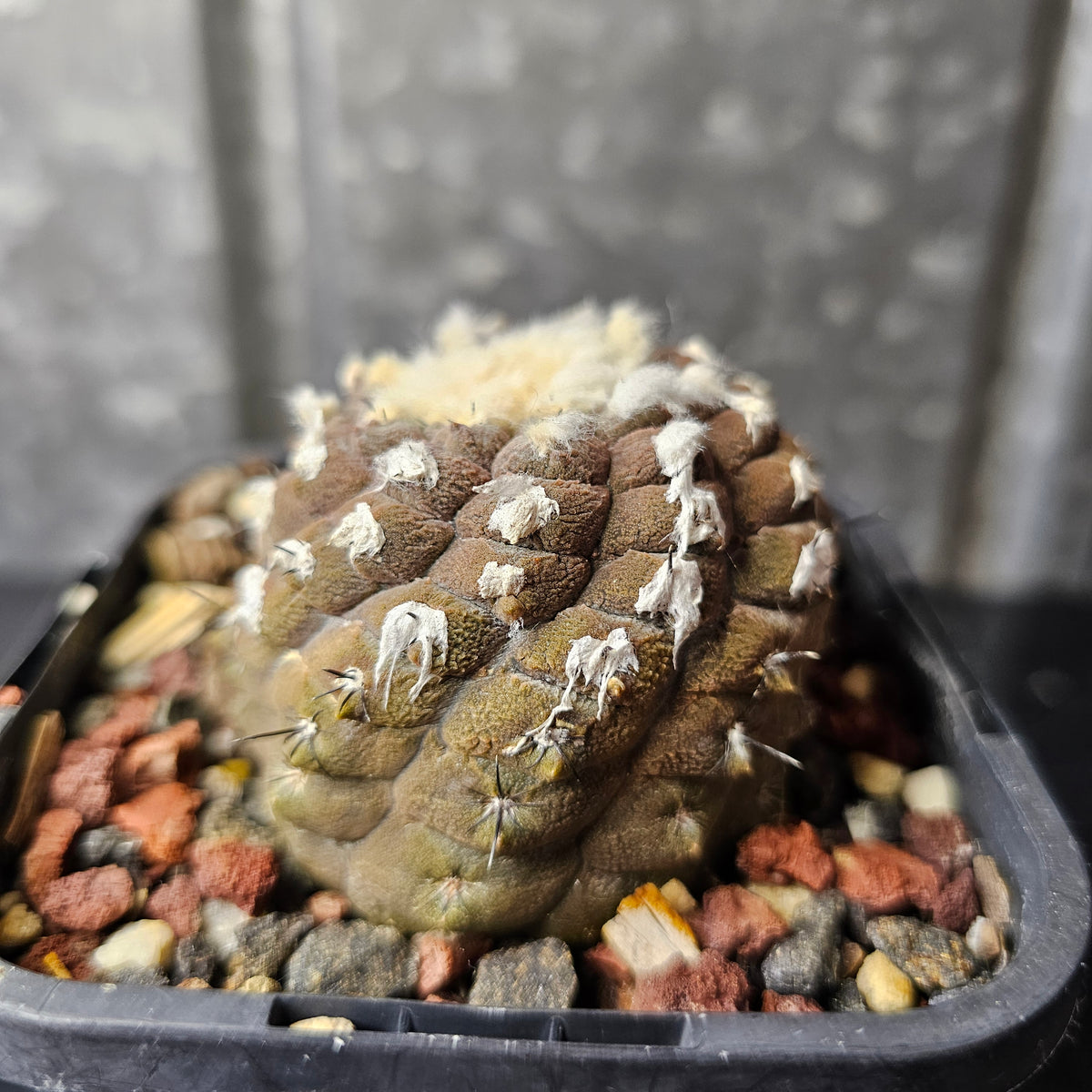 Copiapoa hypogaea cv. Lizard Skin