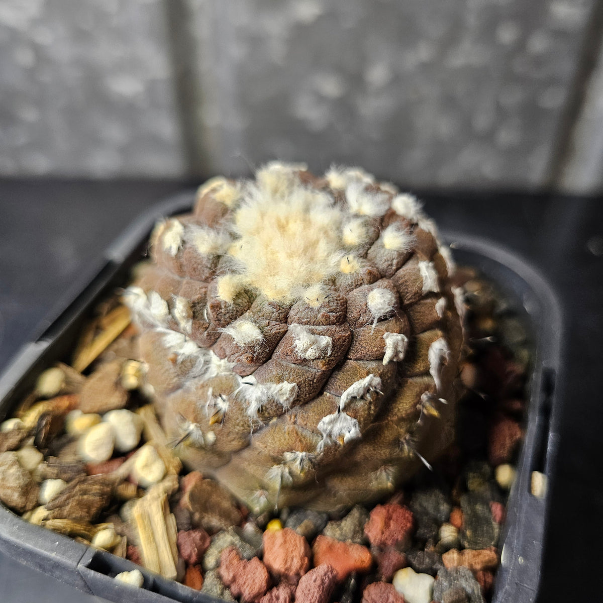 Copiapoa hypogaea cv. Lizard Skin