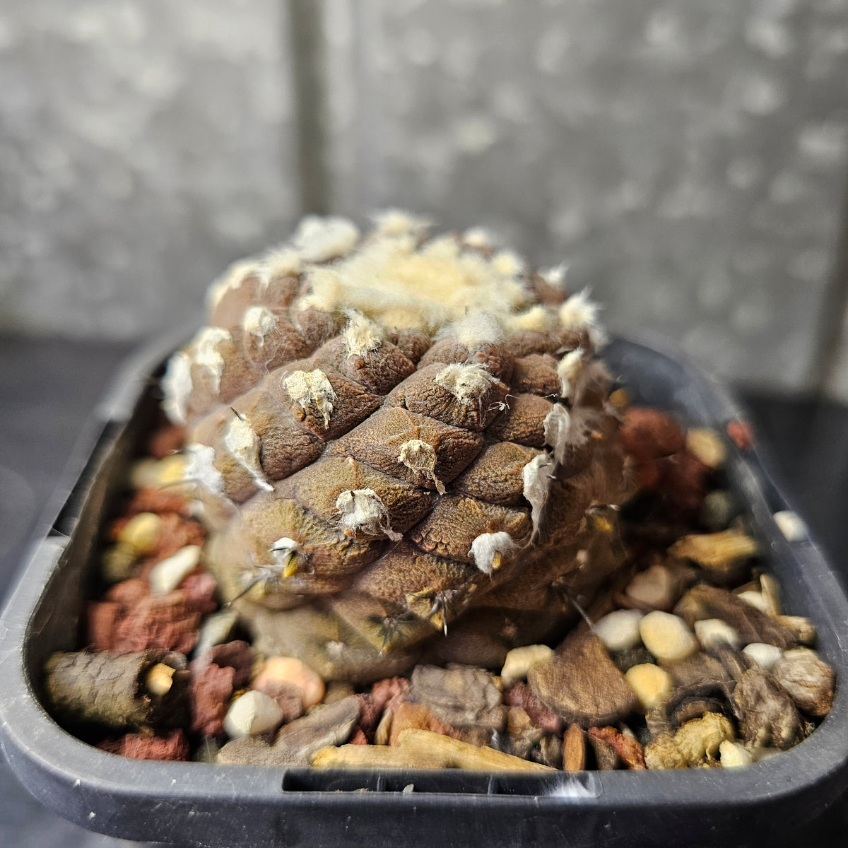 Copiapoa hypogaea cv. Lizard Skin