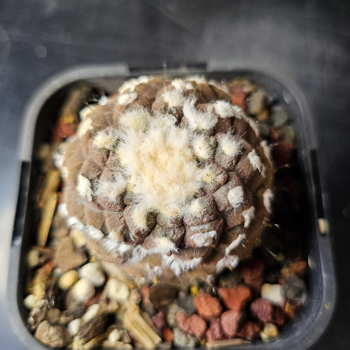 Copiapoa hypogaea cv. Lizard Skin