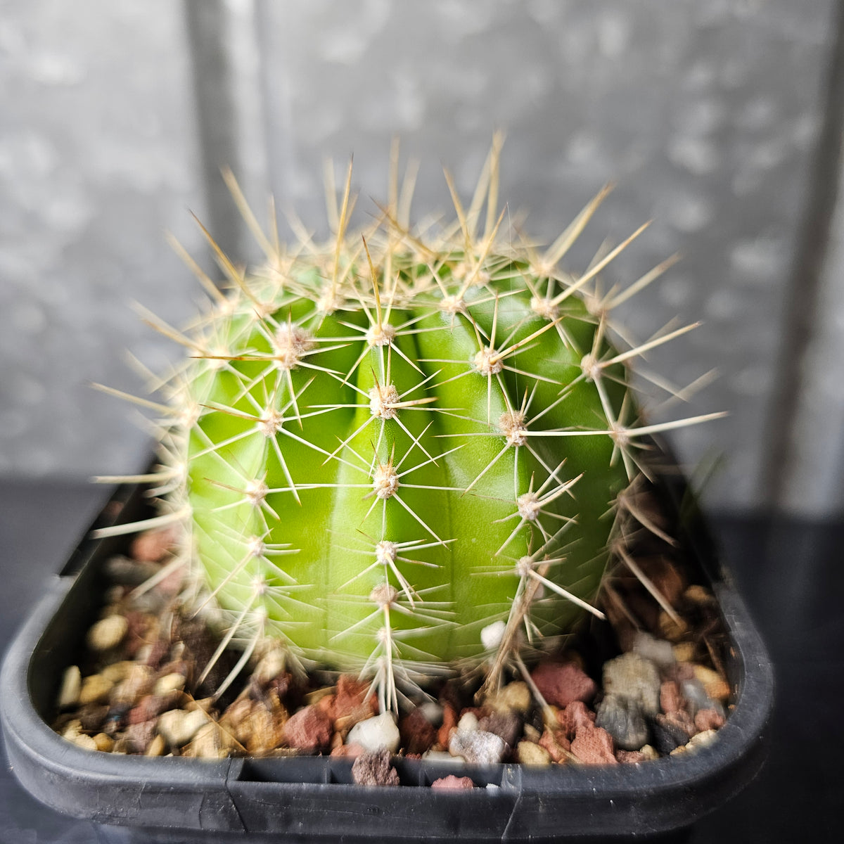 Echinopsis AN Selection 20.232.2
