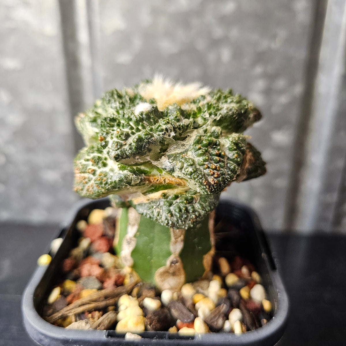 Ariocarpus (lloydii x Godzilla) x Godzilla