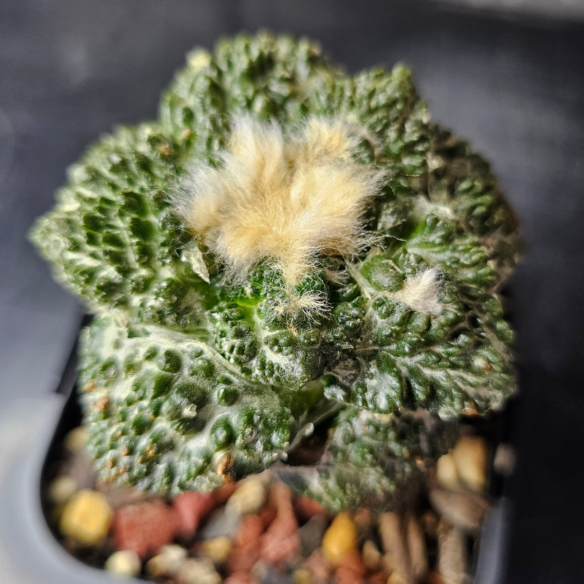 Ariocarpus (lloydii x Godzilla) x Godzilla
