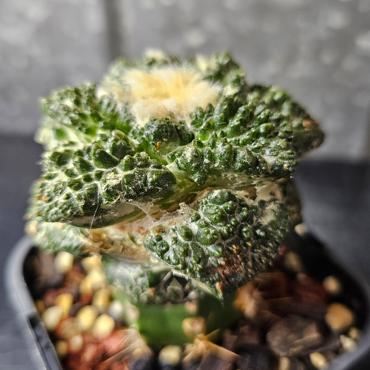 Ariocarpus (lloydii x Godzilla) x Godzilla