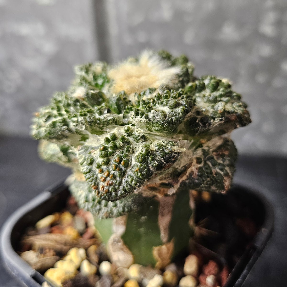 Ariocarpus (lloydii x Godzilla) x Godzilla