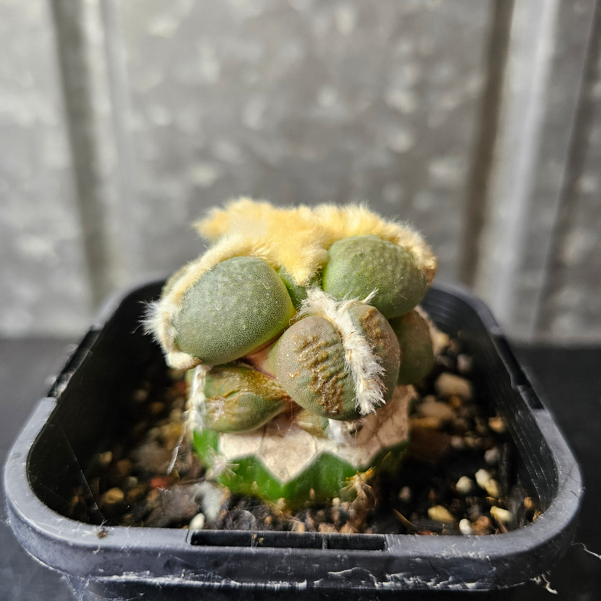 Ariocarpus cv. Maruibo