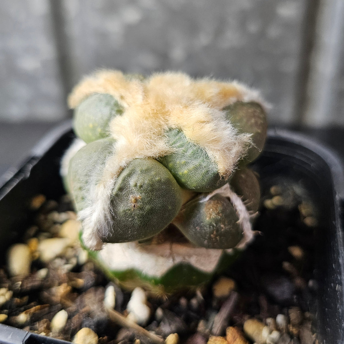 Ariocarpus cv. Maruibo