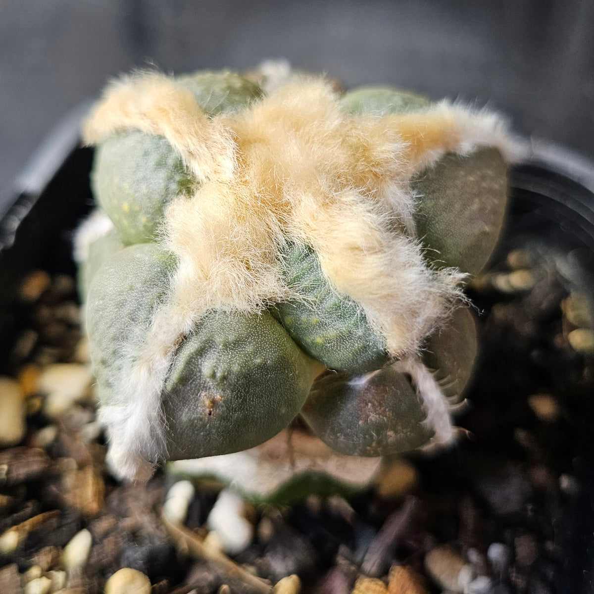 Ariocarpus cv. Maruibo
