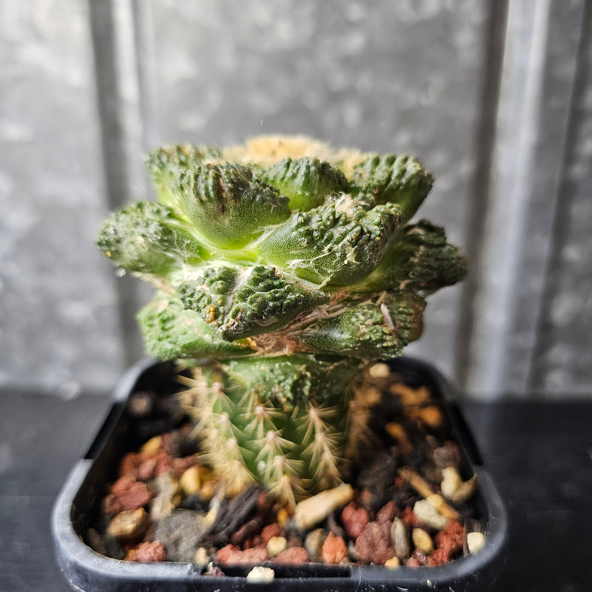 Ariocarpus cv. Godzilla hybrid