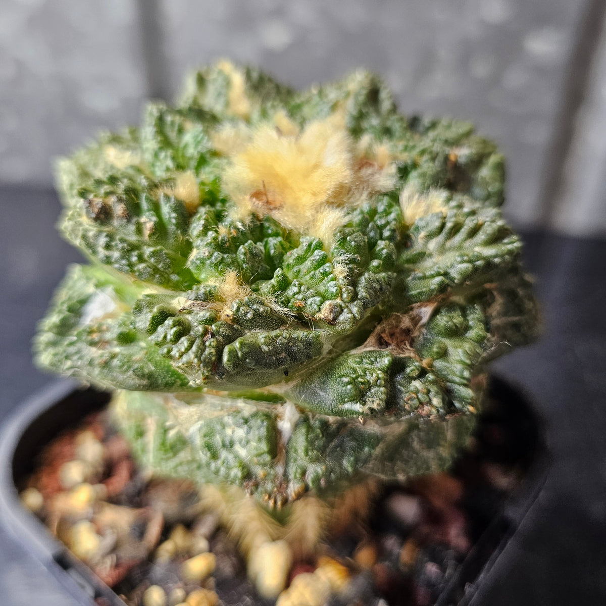 Ariocarpus cv. Godzilla hybrid