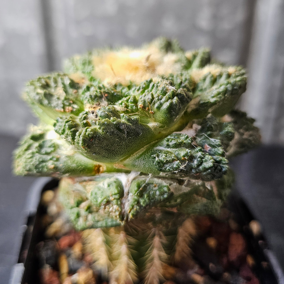 Ariocarpus cv. Godzilla hybrid