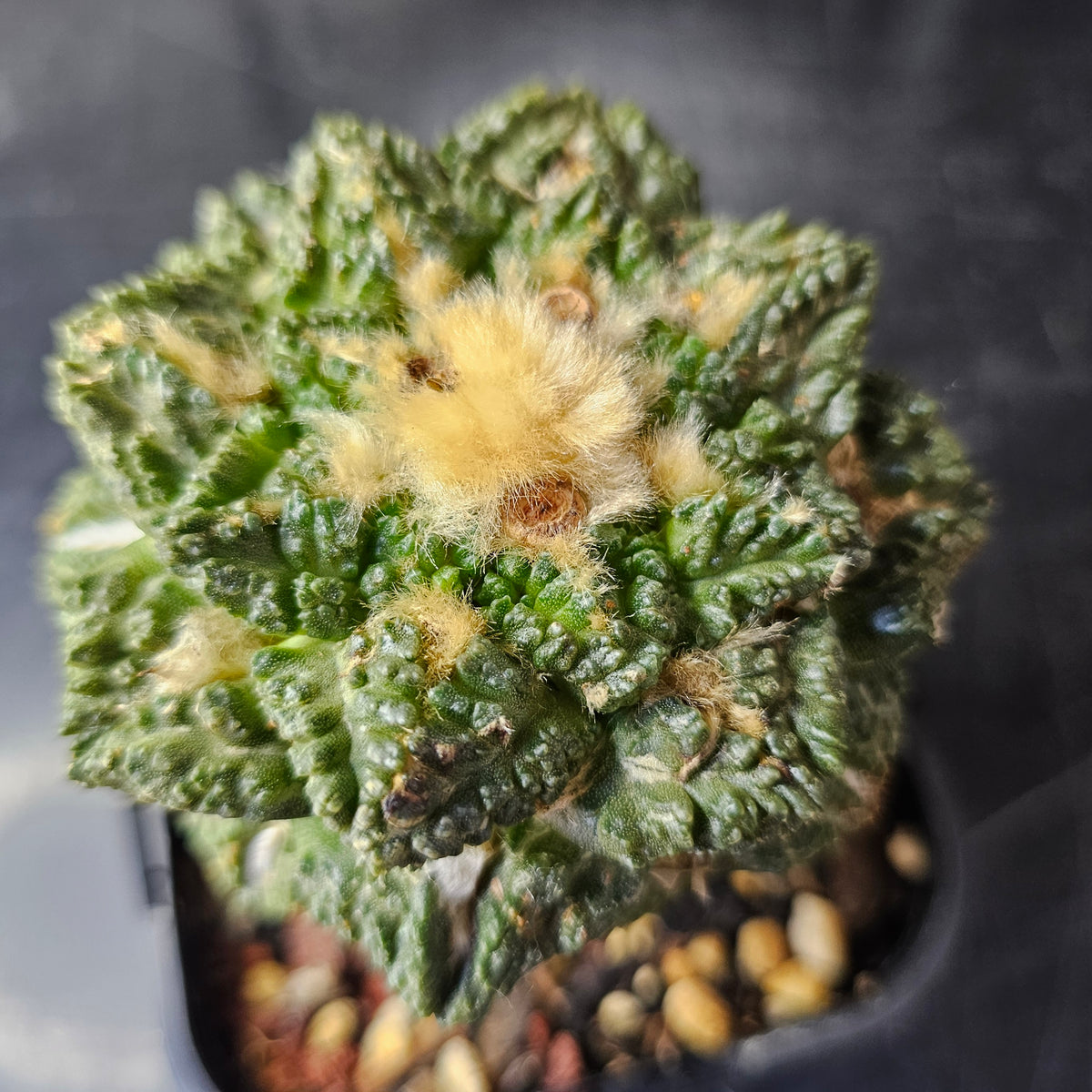 Ariocarpus cv. Godzilla hybrid