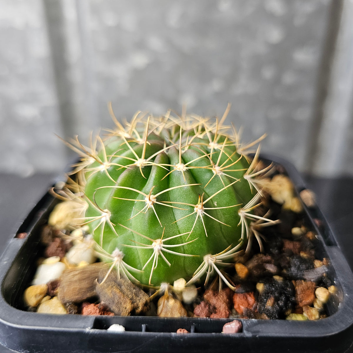 Echinopsis Euro Hybrid 19.90.2