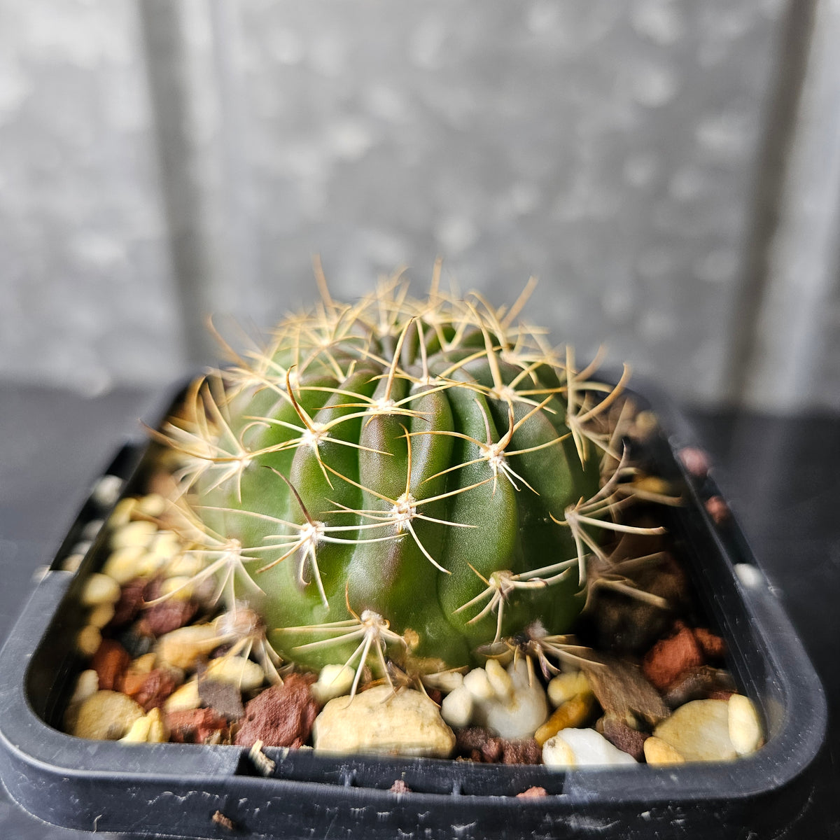 Echinopsis Euro Hybrid 19.90.2