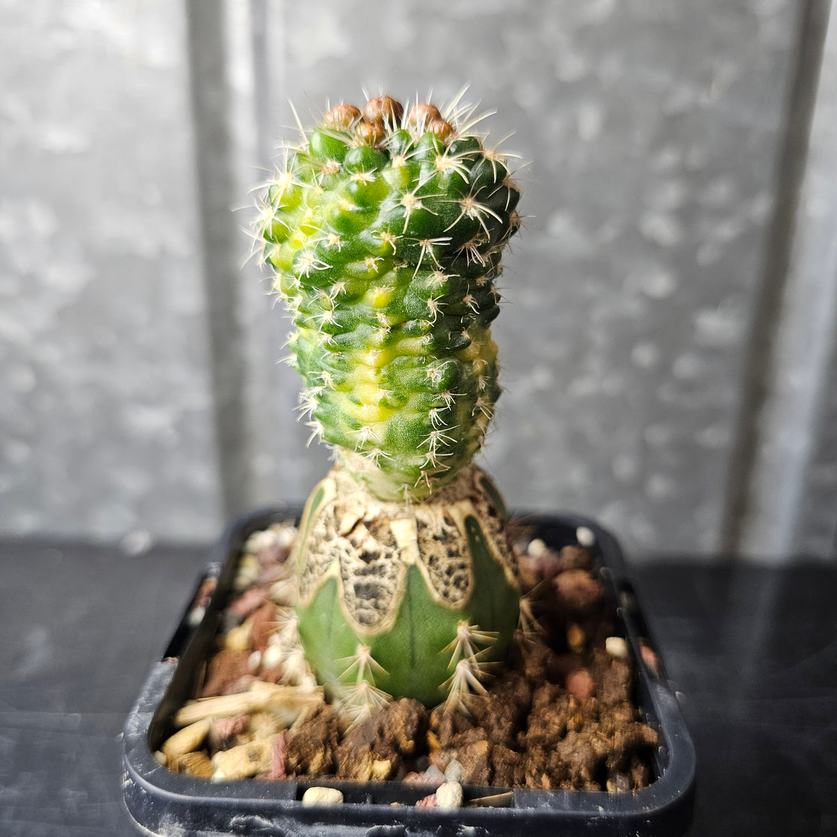 Gymnocalycium bruchii mutant
