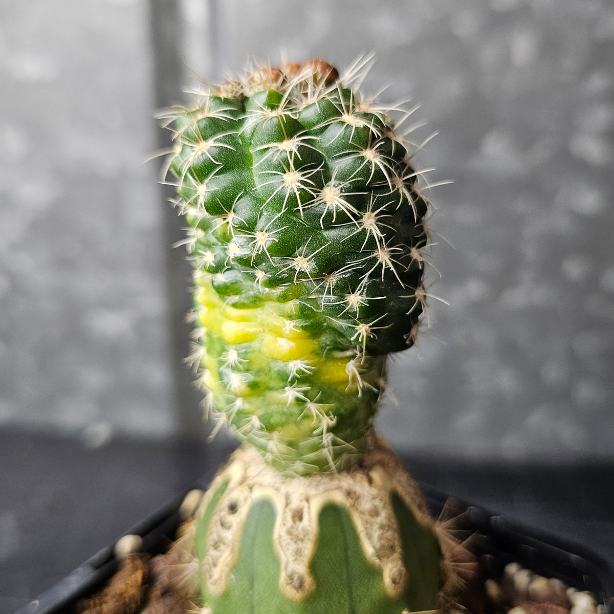 Gymnocalycium bruchii mutant