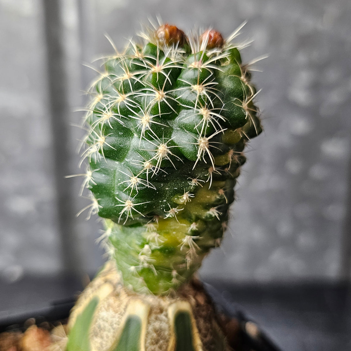 Gymnocalycium bruchii mutant