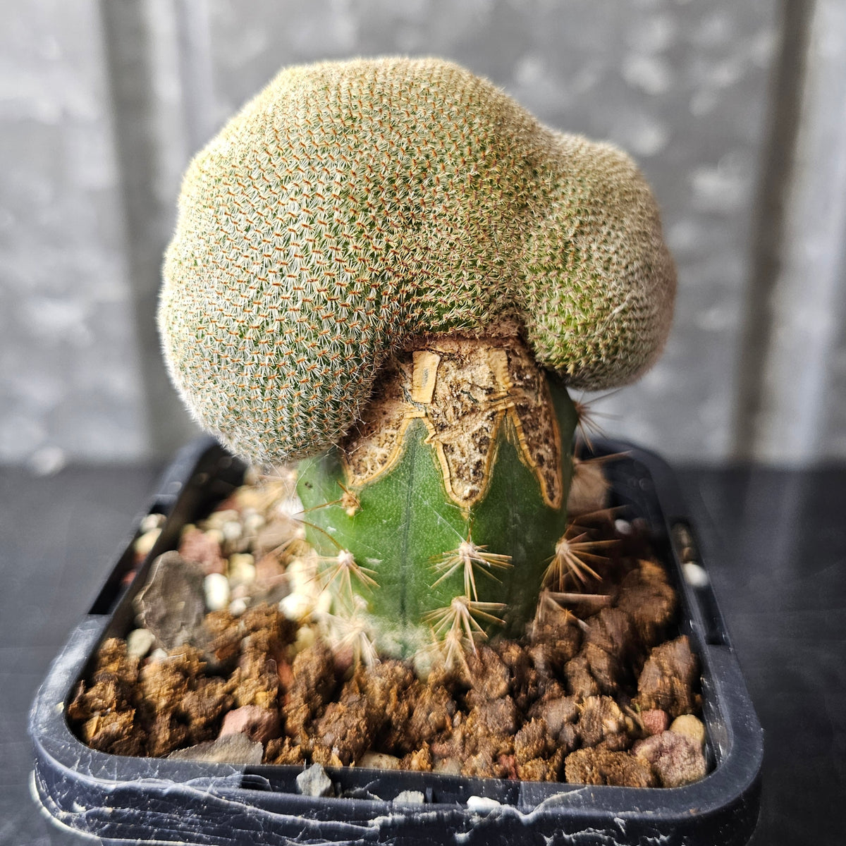 Rebutia heliosa crest