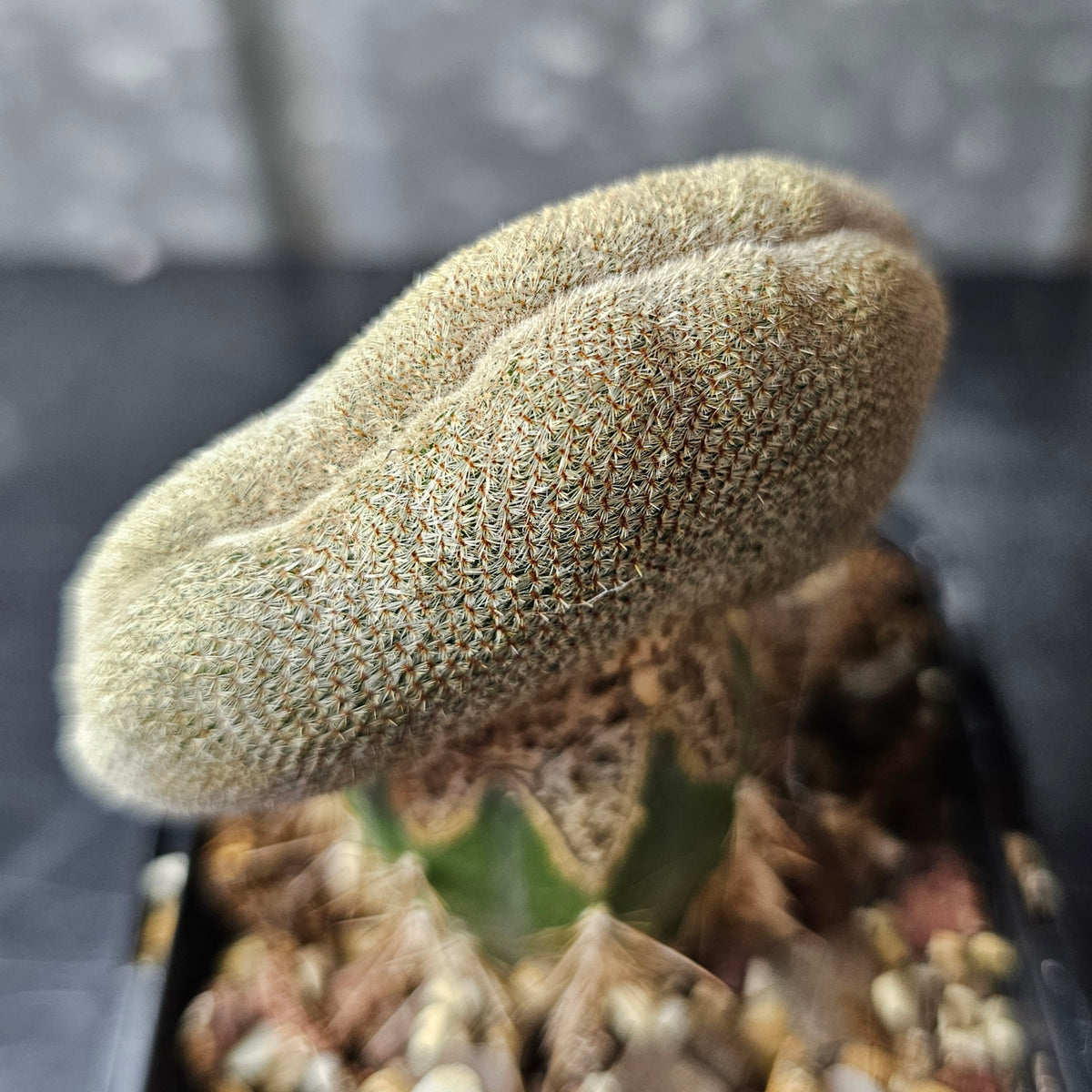 Rebutia heliosa crest