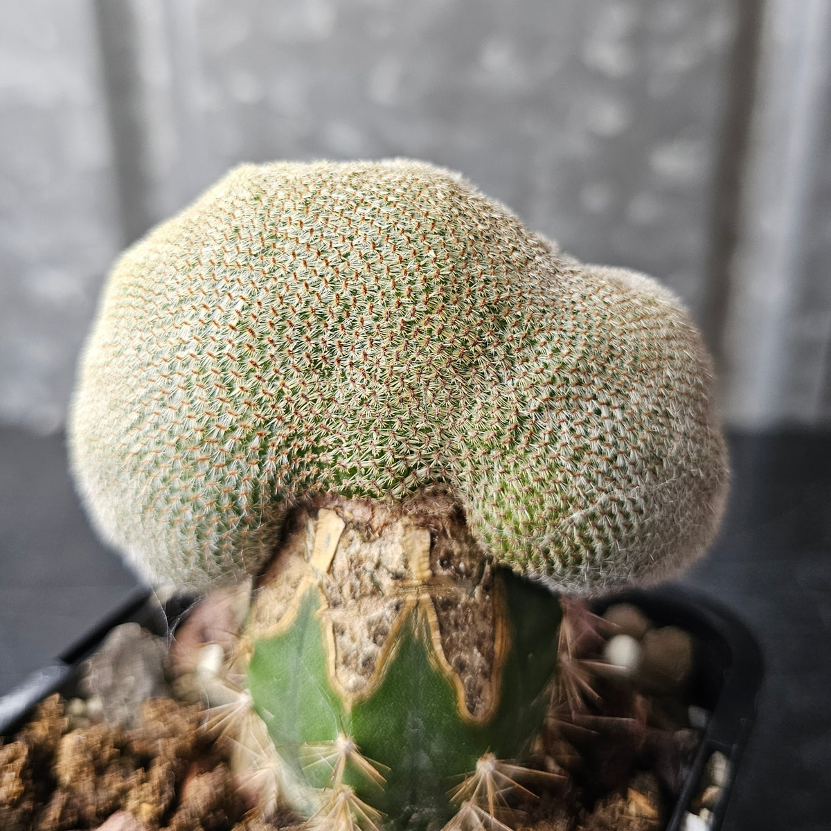 Rebutia heliosa crest