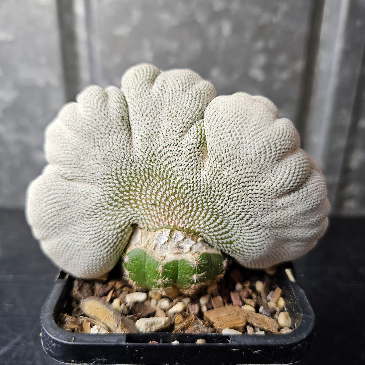 Epithelantha bokei crest