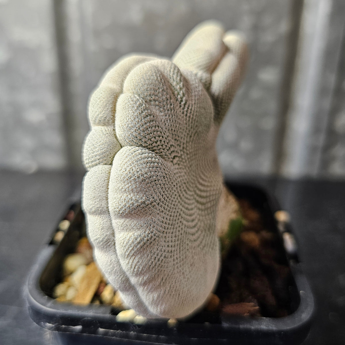 Epithelantha bokei crest