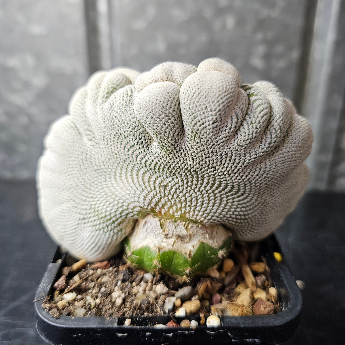 Epithelantha bokei crest
