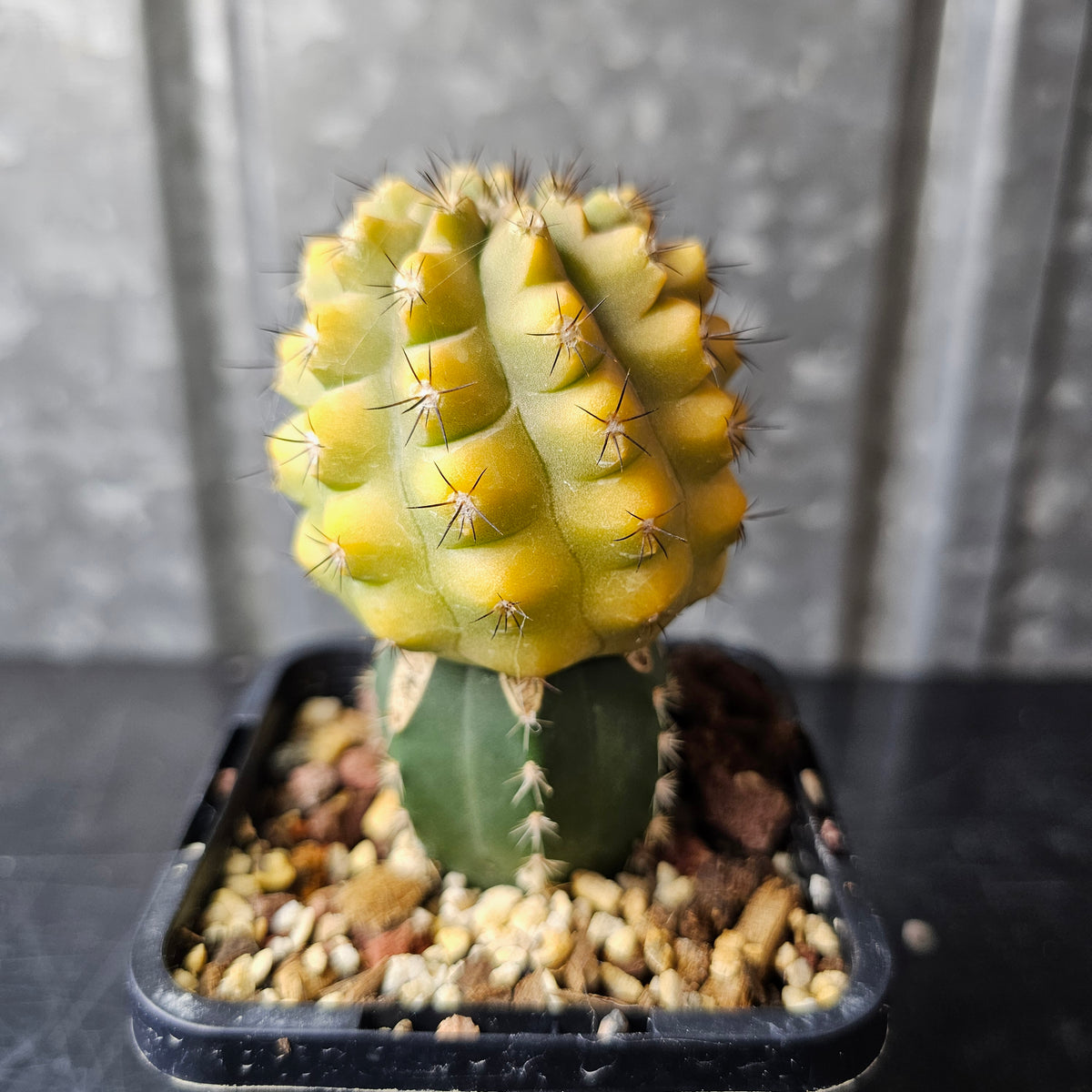 Copiapoa hybrid