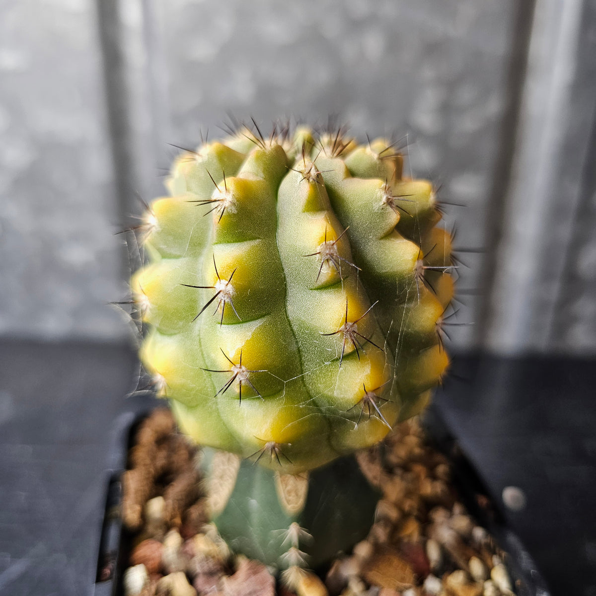 Copiapoa hybrid